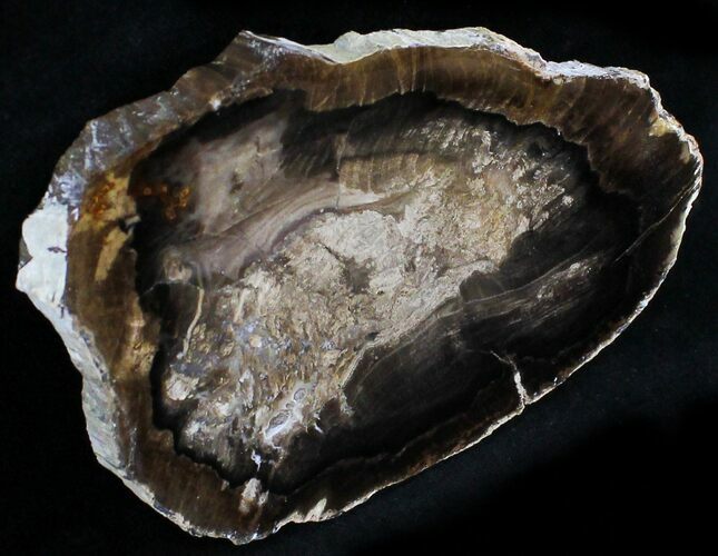 Petrified Wood Slab - McDermitt, Oregon #24219